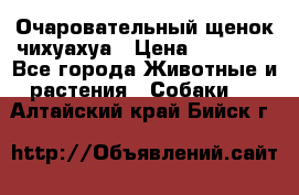 Очаровательный щенок чихуахуа › Цена ­ 40 000 - Все города Животные и растения » Собаки   . Алтайский край,Бийск г.